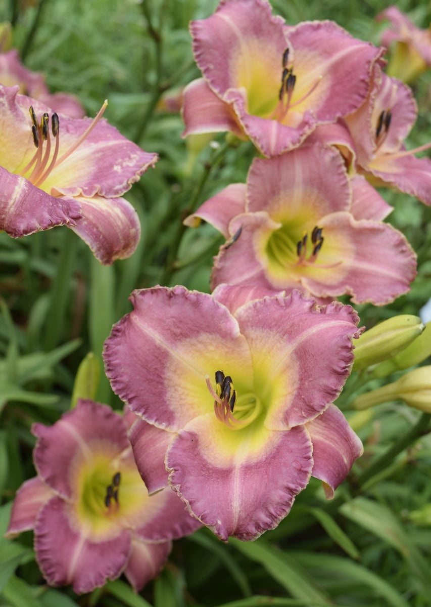 Royal Palace Prince Daylily | Customer Favorite | Oakes Daylilies
