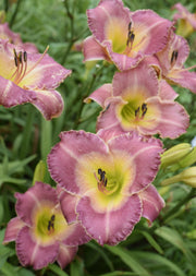 Royal Palace Prince Daylily from Oakes Daylilies