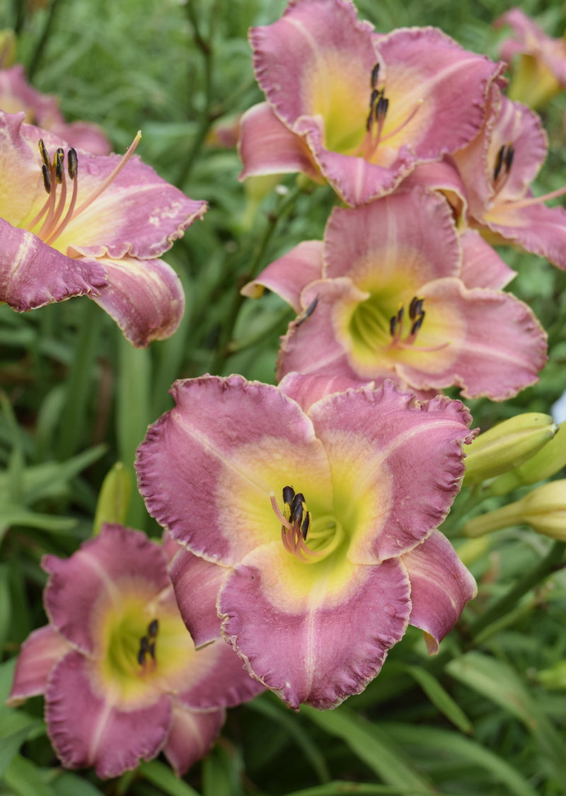 Royal Palace Prince Daylily from Oakes Daylilies