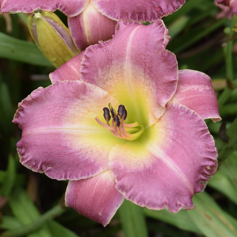 Royal Palace Prince Daylily from Oakes Daylilies