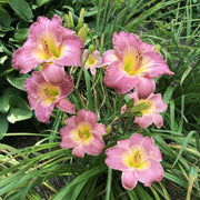 Royal Palace Prince Daylily from Oakes Daylilies