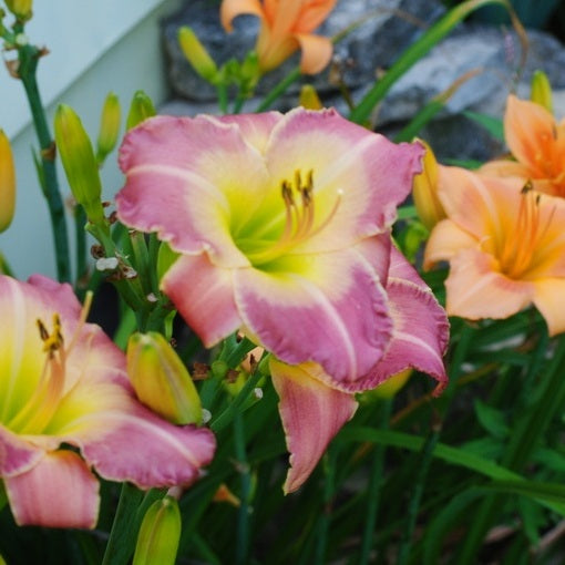 Royal Palace Prince Daylily from Oakes Daylilies