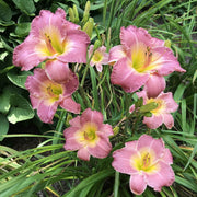 Royal Palace Prince Daylily from Oakes Daylilies