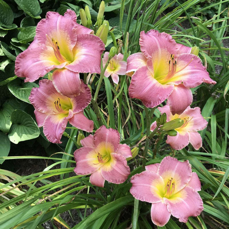 Royal Palace Prince Daylily from Oakes Daylilies