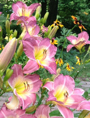 Royal Palace Prince Daylily from Oakes Daylilies
