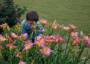 Royal Palace Prince Daylily from Oakes Daylilies