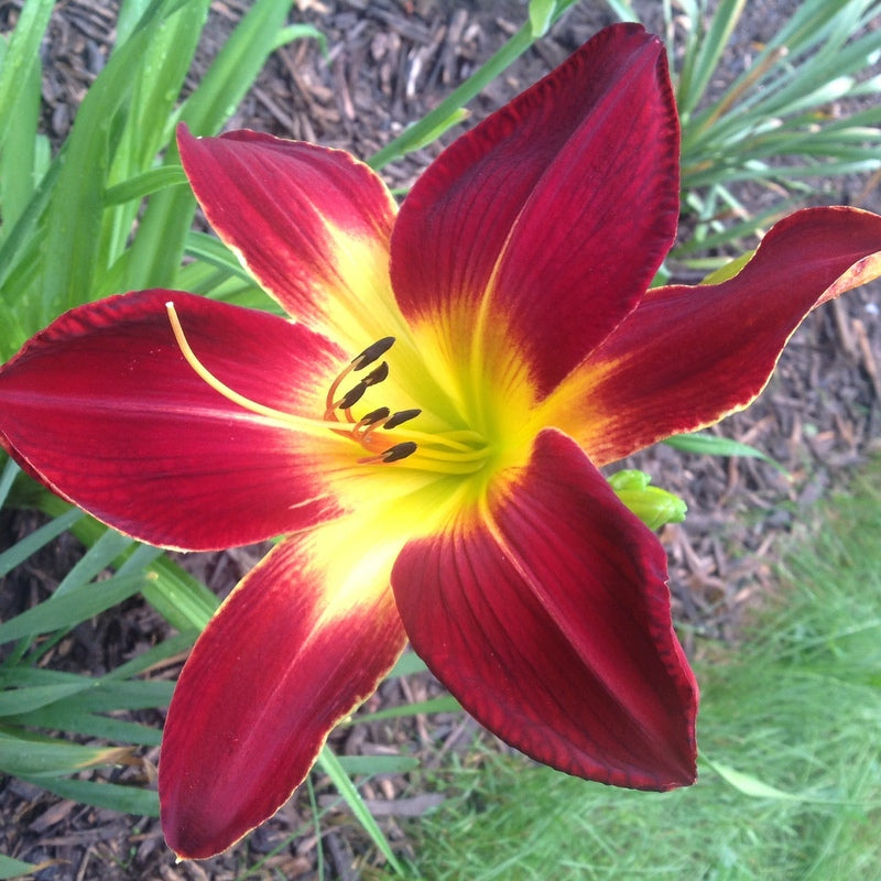 Ruby Spider Daylily from Oakes Daylilies