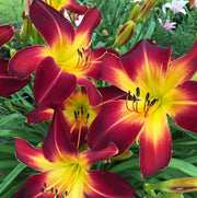 Ruby Spider Daylily from Oakes Daylilies