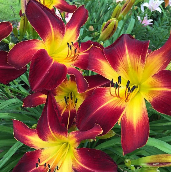 Ruby Spider Daylily from Oakes Daylilies