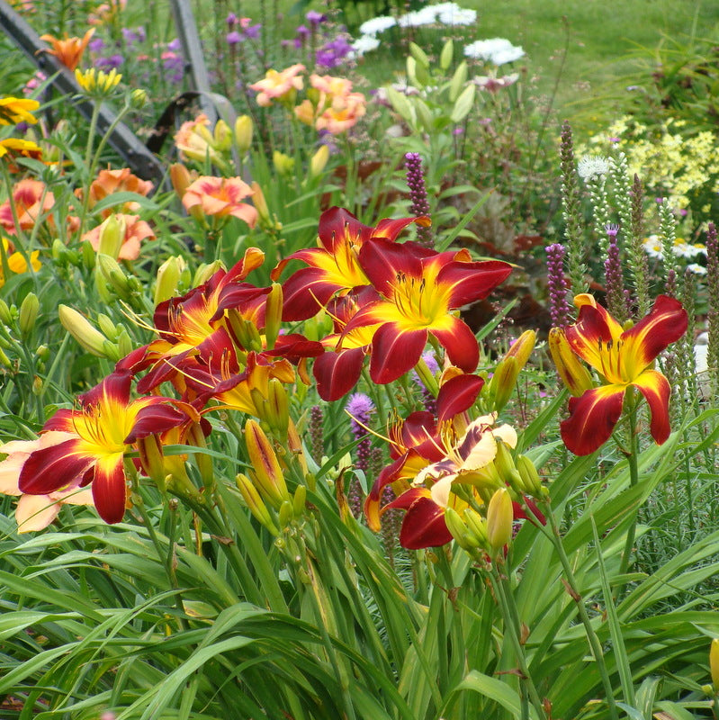 ruby spider plant Ruby Spider Daylily | Huge & Beautiful