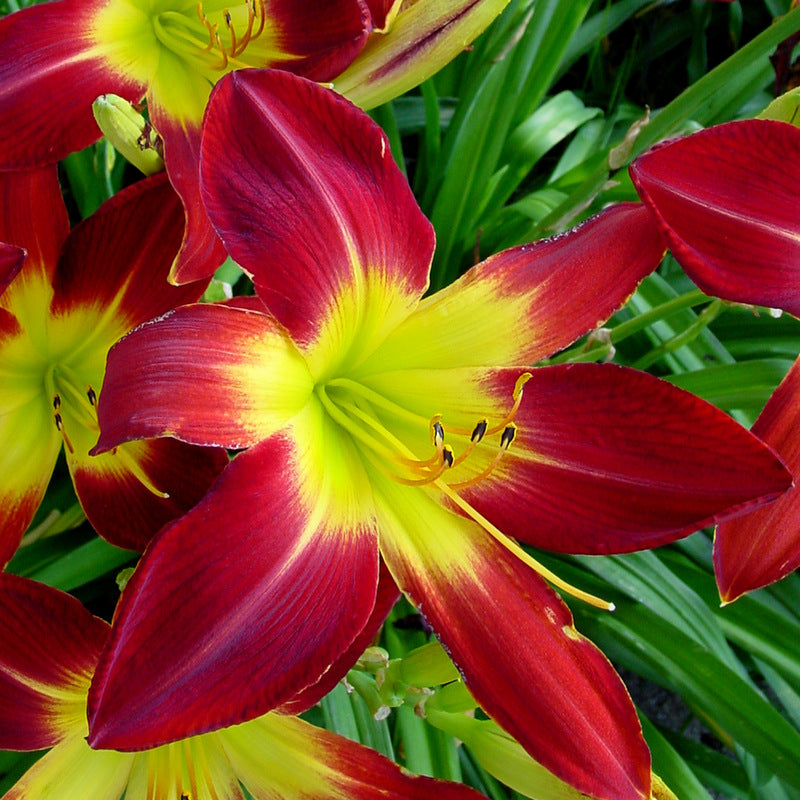 ruby spider plant Ruby Spider Daylily | Huge & Beautiful