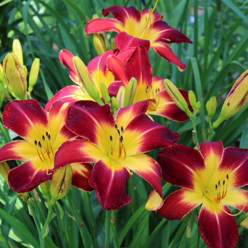 Ruby Spider Daylily from Oakes Daylilies
