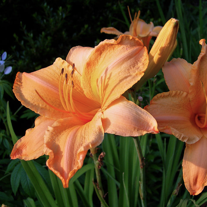 Ruffled Apricot Daylily from Oakes Daylilies