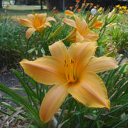 Ruffled Apricot Daylily from Oakes Daylilies