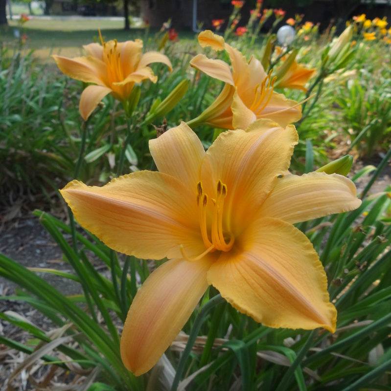 Ruffled Apricot Daylily from Oakes Daylilies