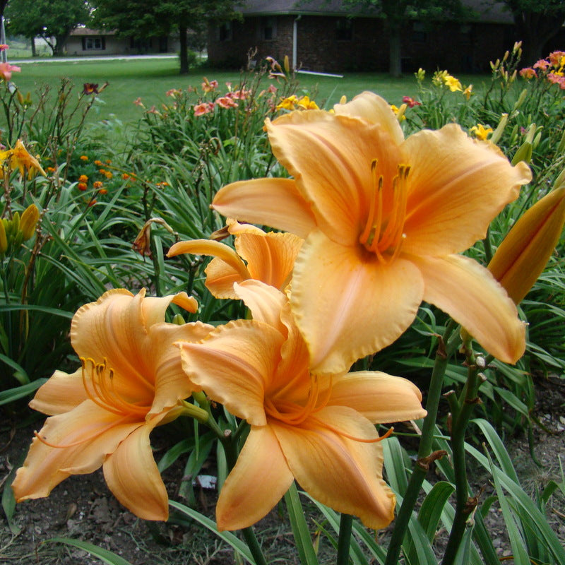 Ruffled Apricot Daylily from Oakes Daylilies