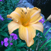 Ruffled Apricot Daylily from Oakes Daylilies