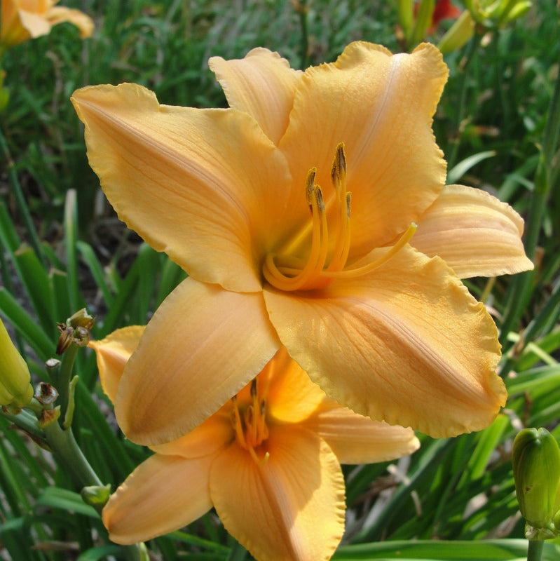 Ruffled Apricot Daylily from Oakes Daylilies