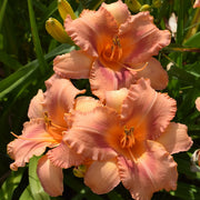Sailor Sky Daylily from Oakes Daylilies