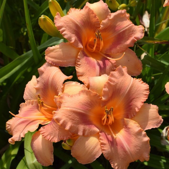 Sailor Sky Daylily from Oakes Daylilies