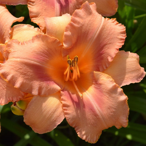 Sailor Sky Daylily from Oakes Daylilies