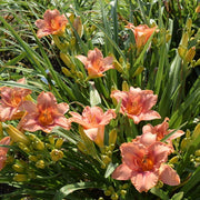 Sailor Sky Daylily from Oakes Daylilies