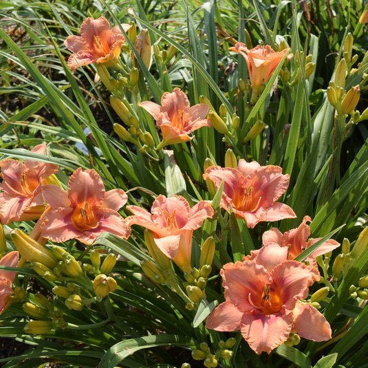 Sailor Sky Daylily from Oakes Daylilies