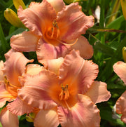 Sailor Sky Daylily from Oakes Daylilies