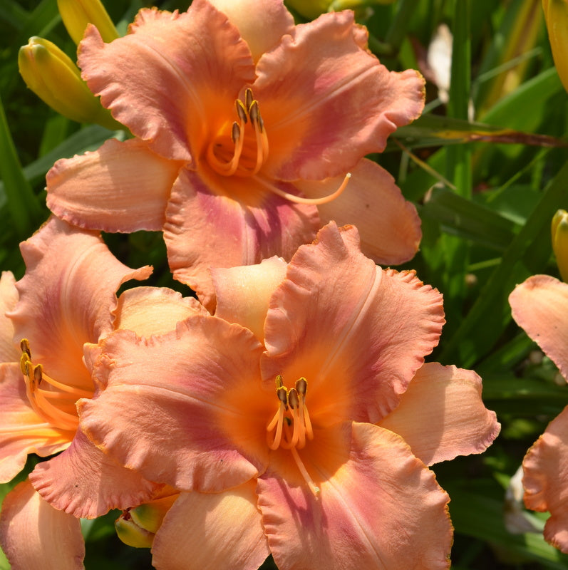 Sailor Sky Daylily from Oakes Daylilies