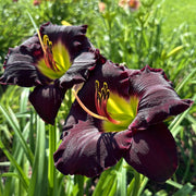 Salieri Daylily from Oakes Daylilies