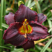 Salieri Daylily from Oakes Daylilies