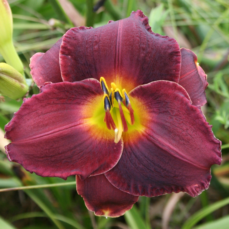 Salieri Daylily from Oakes Daylilies