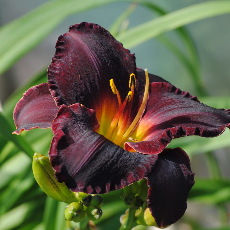 Salieri Daylily from Oakes Daylilies
