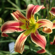 Santa's Pants Daylily from Oakes Daylilies