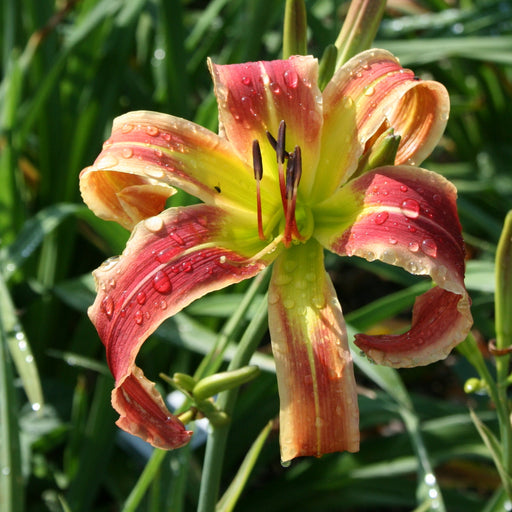 Santa's Pants Daylily from Oakes Daylilies