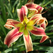Santa's Pants Daylily from Oakes Daylilies
