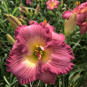 Sarah Hawes Daylily from Oakes Daylilies