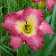 Sarah Hawes Daylily from Oakes Daylilies