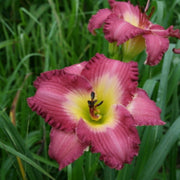 Sarah Hawes Daylily from Oakes Daylilies