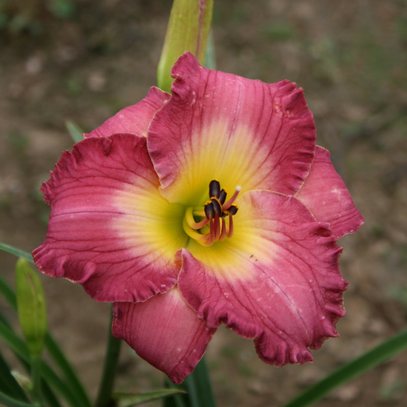 Sarah Hawes Daylily from Oakes Daylilies