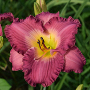 Sarah Hawes Daylily from Oakes Daylilies