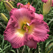 Sarah Hawes Daylily from Oakes Daylilies