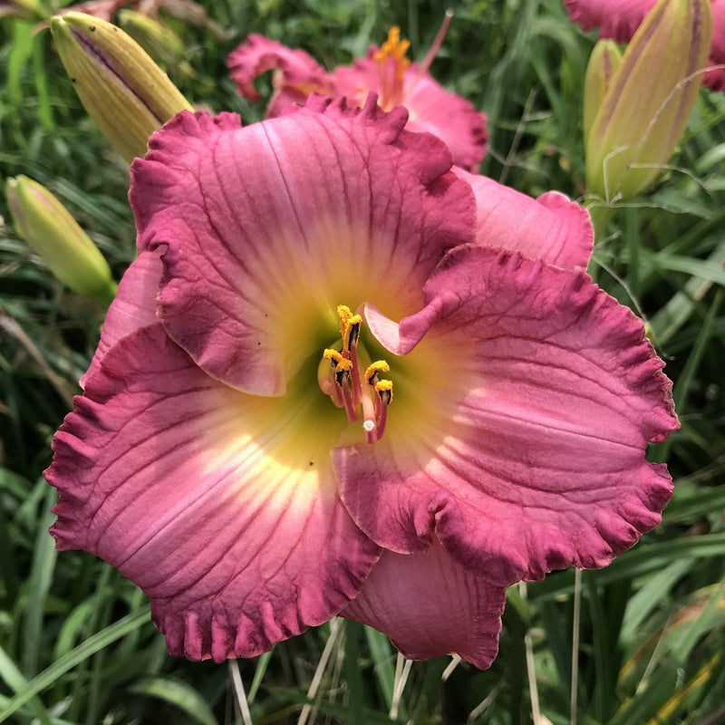Sarah Hawes Daylily from Oakes Daylilies