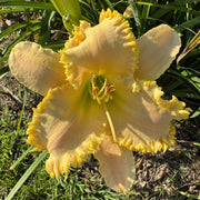 Sassy Shannon Daylily from Oakes Daylilies