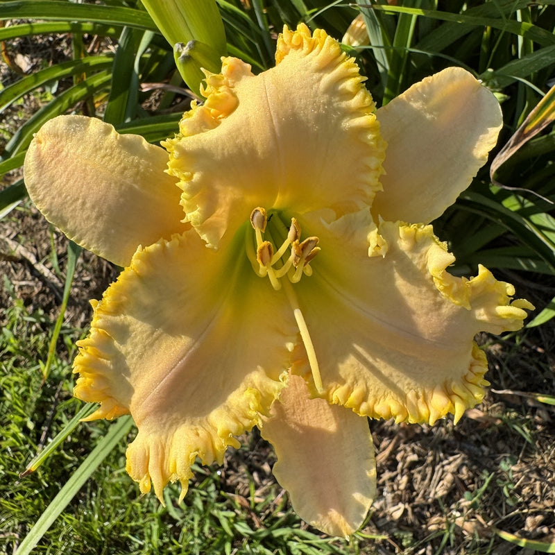 Sassy Shannon Daylily from Oakes Daylilies