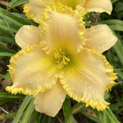 Sassy Shannon Daylily from Oakes Daylilies