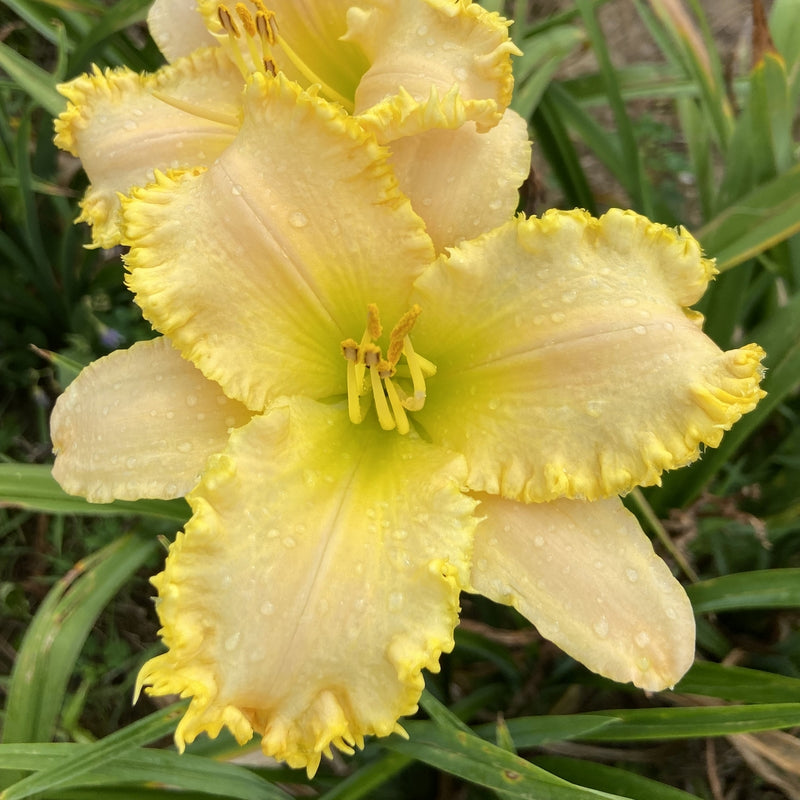 Sassy Shannon Daylily from Oakes Daylilies