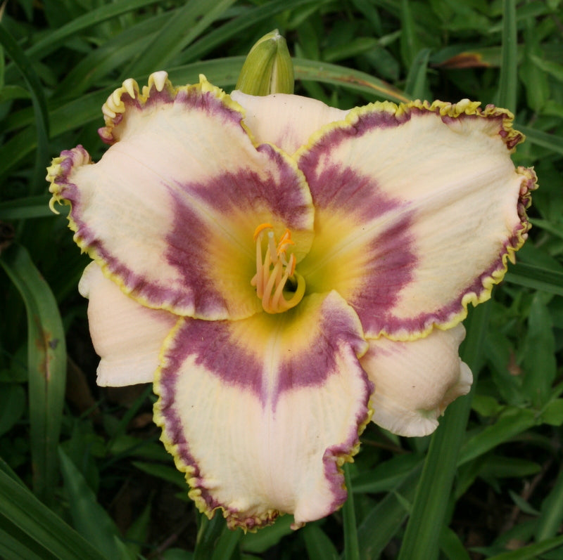 Savannah Royalty Daylily from Oakes Daylilies