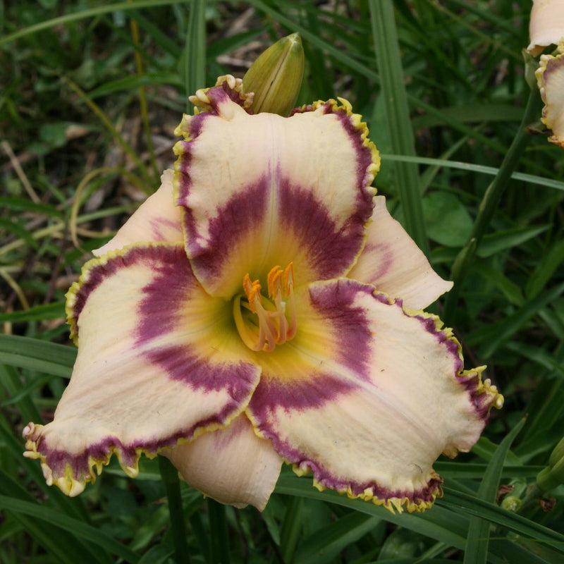 Savannah Royalty Daylily from Oakes Daylilies