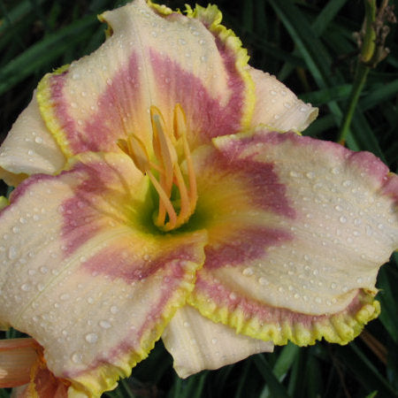 Savannah Royalty Daylily from Oakes Daylilies